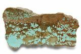 Polished Turquoise Slab - Number Mine, Carlin, NV #248344-1
